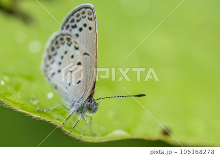 ヤマトシジミ 106168278