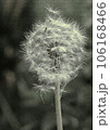旅に出るタンポポの綿毛たち 旅に出るタンポポの綿毛たち 106168466