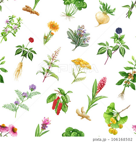 Medicinal herbs and plants seamless pattern. Watercolor illustration. Hand drawn medical herb seamless pattern. Ginseng, gotu kola, echinacea, calendula, maca, ashwagandha, maca on white background 106168502