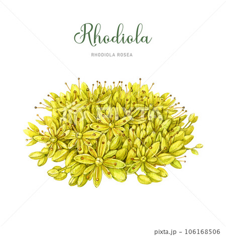 Rhodiola rosea medicinal plant flowers. Watercolor illustration. Hand drawn adaptogenic herb. Botanical vintage style illustration. Blooming rhodiola rosea with yellow flowers. White background 106168506