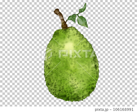 jackfruit fruit   watercolor illustration isolated element 106168991