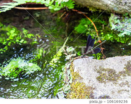 夏の水辺の景色　優雅で美しいハグロトンボ 106169236