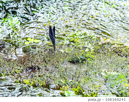 夏の水辺の景色　優雅で美しいハグロトンボ 106169241