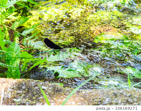 夏の水辺の景色 優雅で美しいハグロトンボ 夏の水辺の景色 優雅で美しいハグロトンボ 106169271