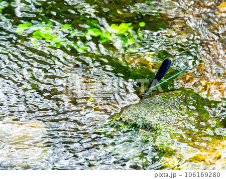 夏の水辺の景色　優雅で美しいハグロトンボ 106169280