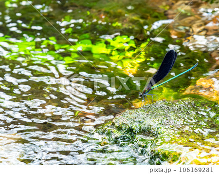 夏の水辺の景色　優雅で美しいハグロトンボ 106169281