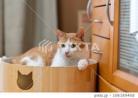 見つめる猫 茶トラ白 見つめる猫 茶トラ白 106169408