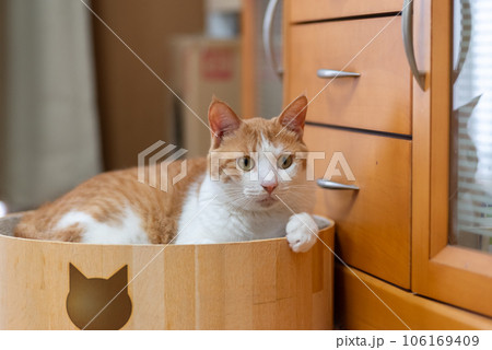 見つめる猫 茶トラ白 見つめる猫 茶トラ白 106169409