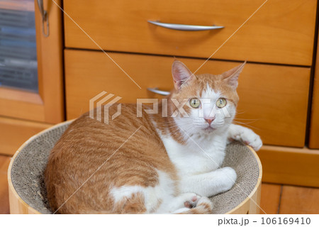 見つめる猫 茶トラ白 見つめる猫 茶トラ白 106169410