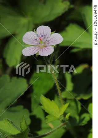ゲンノショウコの花 ゲンノショウコの花 106169449