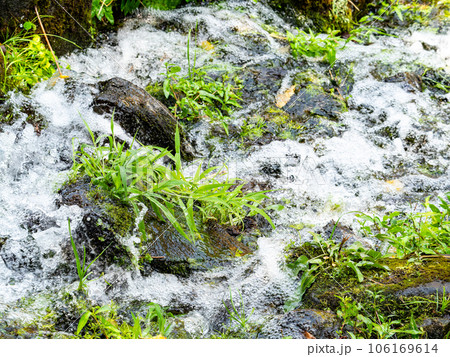 夏の清涼な景色　豊富な湧水から流れ出た清らかなせせらぎ 106169614
