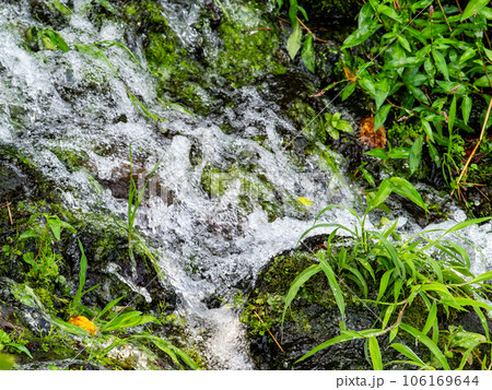 夏の清涼な景色　豊富な湧水から流れ出た清らかなせせらぎ 106169644