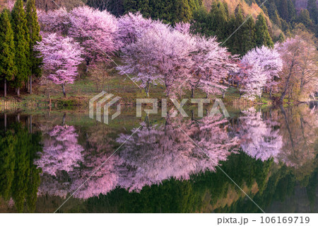 《長野県》中綱湖・映り込む満開のオオヤマザクラ 《長野県》中綱湖・映り込む満開のオオヤマザクラ 106169719