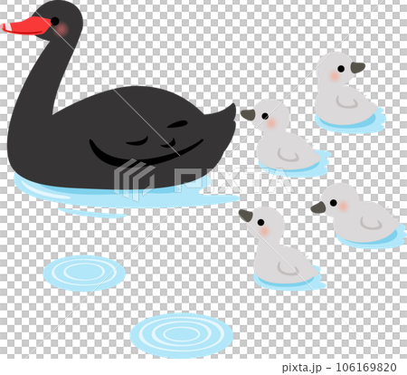 黑天鵝親鳥和雛鳥在水面上 106169820