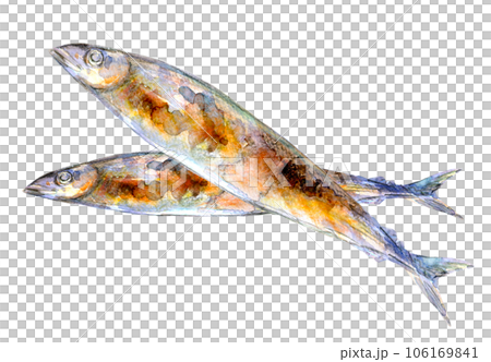 秋の味覚 秋刀魚 水彩イラスト 焼きさんまのイラスト素材 [106169841