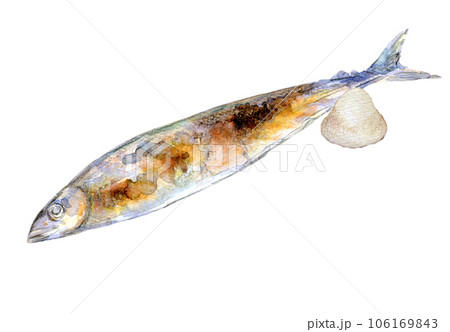 秋の味覚 秋刀魚 水彩イラスト 焼きさんまのイラスト素材 [106169843
