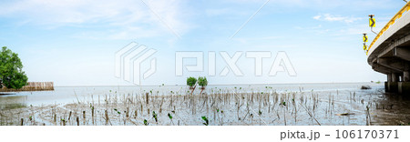 Green mangrove tree planting in mangrove forest. Mangrove ecosystem. Natural carbon sinks. Mangroves capture CO2 from the atmosphere. Blue carbon ecosystems. Mangroves absorb carbon dioxide emissions. 106170371