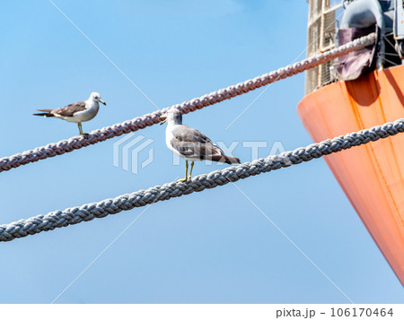夏の港の景色　舫綱で休むカモメ 106170464