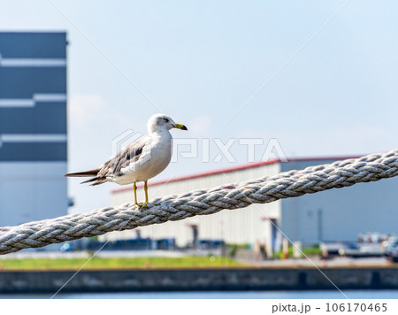 夏の港の景色　舫綱で休むカモメ 106170465