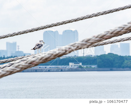 夏の港の景色　舫綱で休むカモメ 106170477