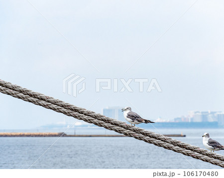 夏の港の景色　舫綱で休むカモメ 106170480