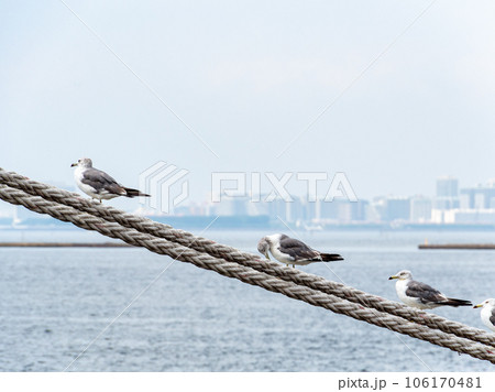 夏の港の景色　舫綱で休むカモメ 106170481