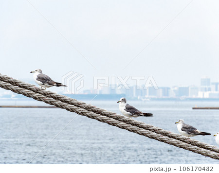 夏の港の景色　舫綱で休むカモメ 106170482
