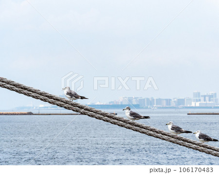 夏の港の景色　舫綱で休むカモメ 106170483