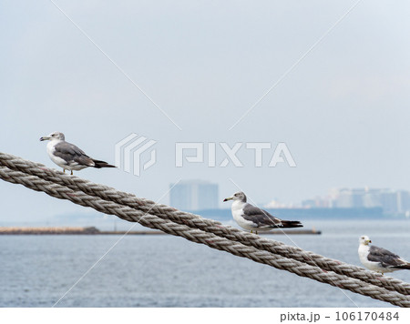 夏の港の景色　舫綱で休むカモメ 106170484
