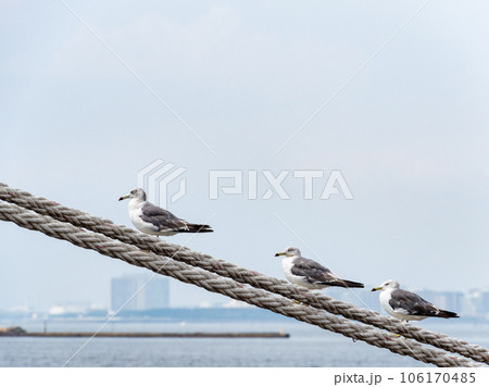 夏の港の景色 舫綱で休むカモメ 夏の港の景色 舫綱で休むカモメ 106170485