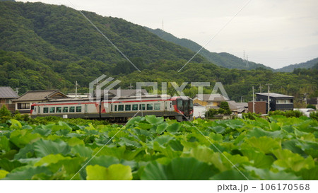 特急うずしおと蓮畑 106170568