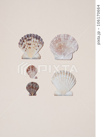 Scallop shells set. Seashells arranged. 106170664