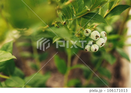 Fresh green blueberry at bush branch or shrub at garden or fruit farm field 106171013