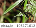 見おろしたら素敵なハグロトンボ 106171612