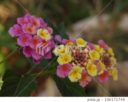 ランタナの花のアップ ランタナの花のアップ 106171749