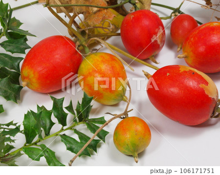 カラスウリの実 106171751