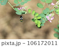 動きの速いアオスジコハナバチ 106172011