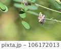 動きの速いアオスジコハナバチ 106172013