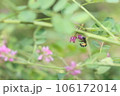 動きの速いアオスジコハナバチ 106172014