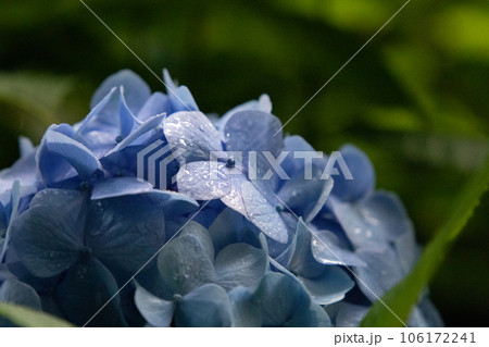 儚い水色の紫陽花 106172241