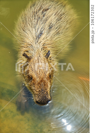 Portrait of a cute capybara resting Portrait of a cute capybara resting 106172302