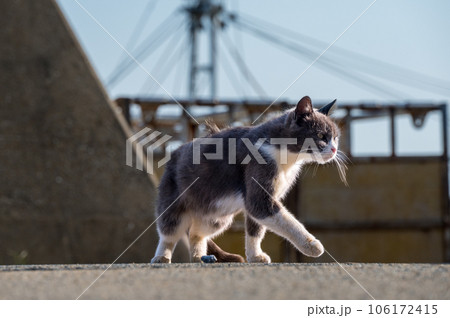 港にいる猫 106172415