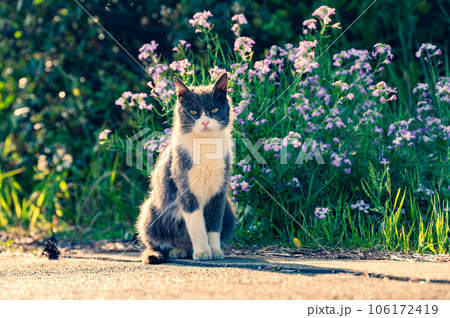 目つきが悪い猫と花 106172419