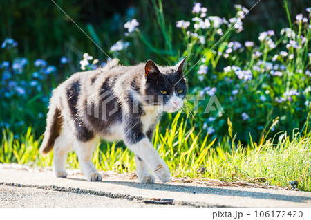 目つきが悪い猫の流し目 106172420