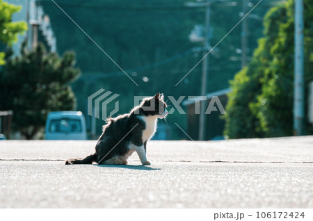 道路を占領する野良猫 106172424