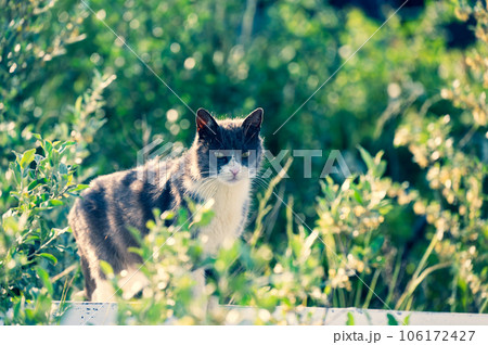 こちらを睨む目つきが悪い猫 106172427
