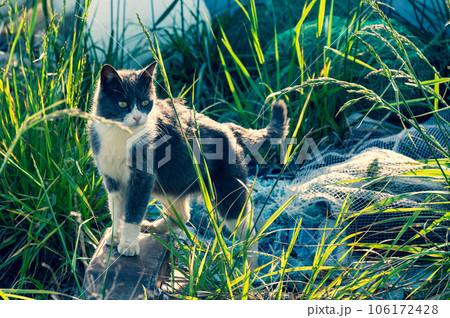 草むらで遊ぶ目つきが悪い猫 106172428