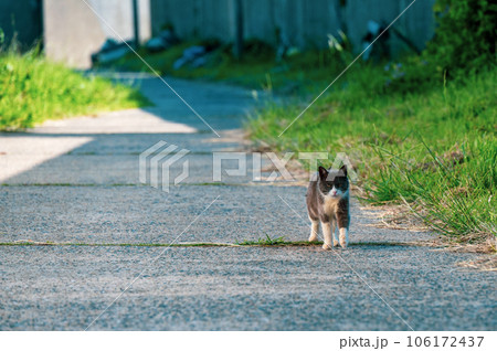 こちらに向かって来る目つきが悪い野良猫 106172437