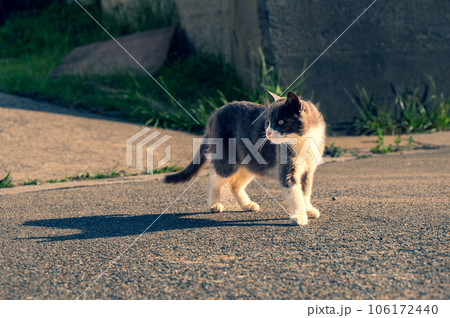 振返る目つきが悪い野良猫 106172440
