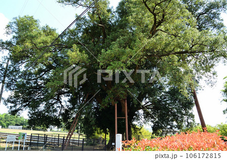 群馬県前橋市富士見町　横室の大榧 106172815